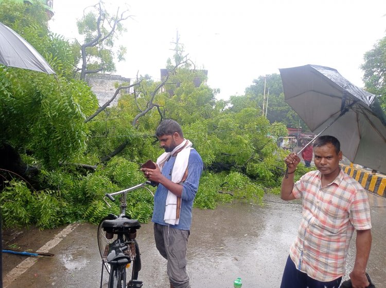 वर्षो पुराना नीम का पेड़ बारिश के कारण हुआ धराशायी